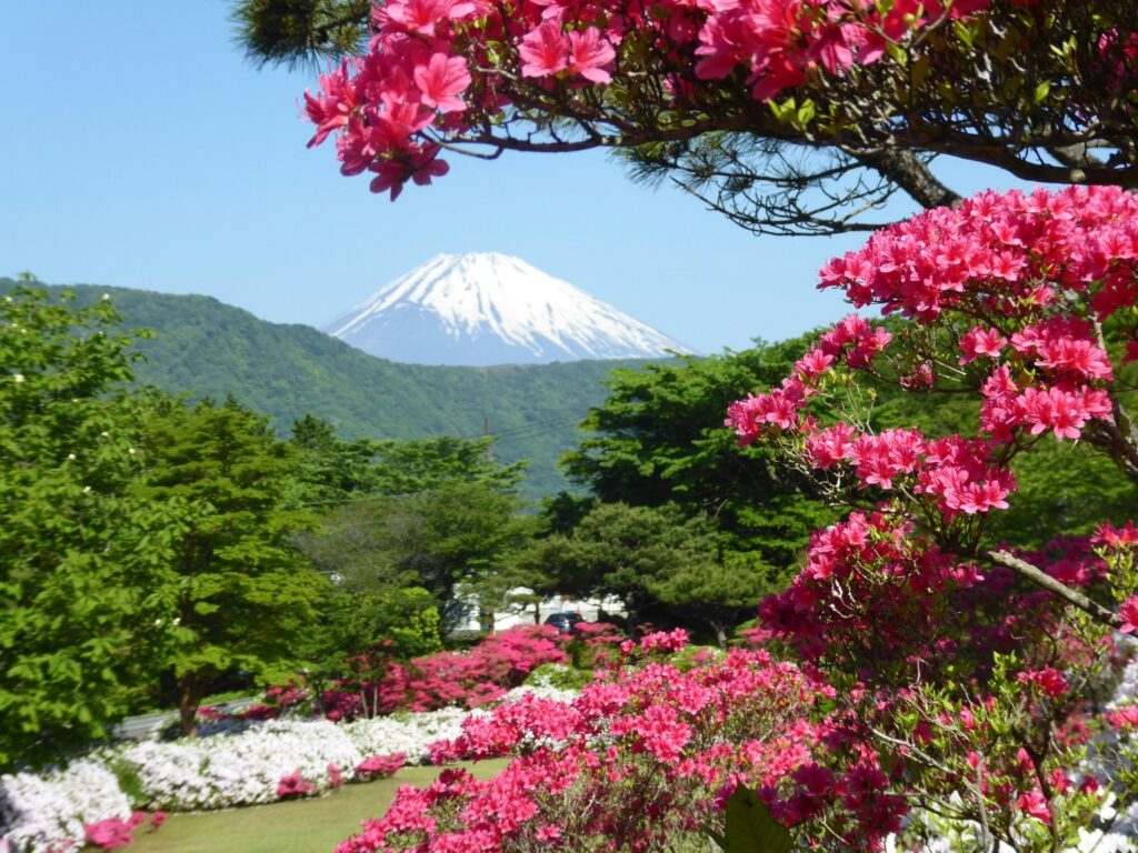 Japan Mount Fuji cherry blossom