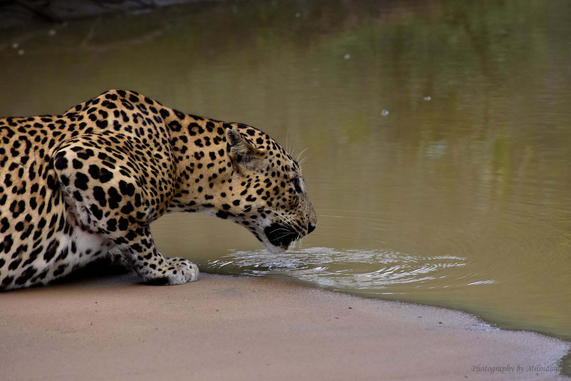 Leopard resting on a rock in Yala National Park, Sri Lanka