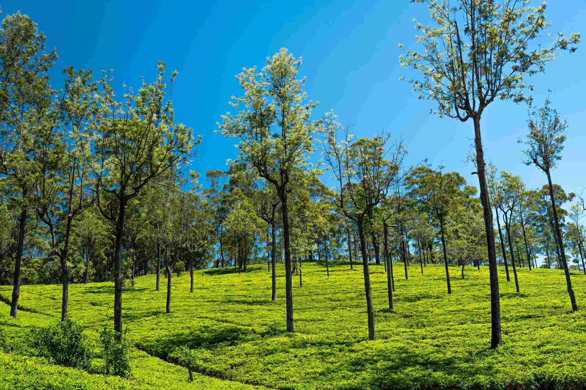 Tea plantations in Nuwara Eliya, Sri Lanka hill country